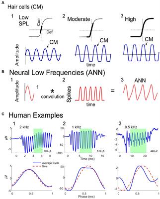 Assessment of cochlear synaptopathy by electrocochleography to low frequencies in a preclinical model and human subjects
